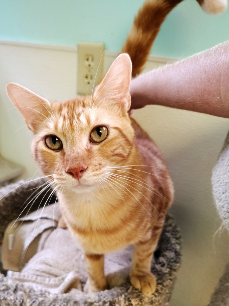Garfield, an adoptable Domestic Short Hair in Mena, AR, 71953 | Photo Image 2