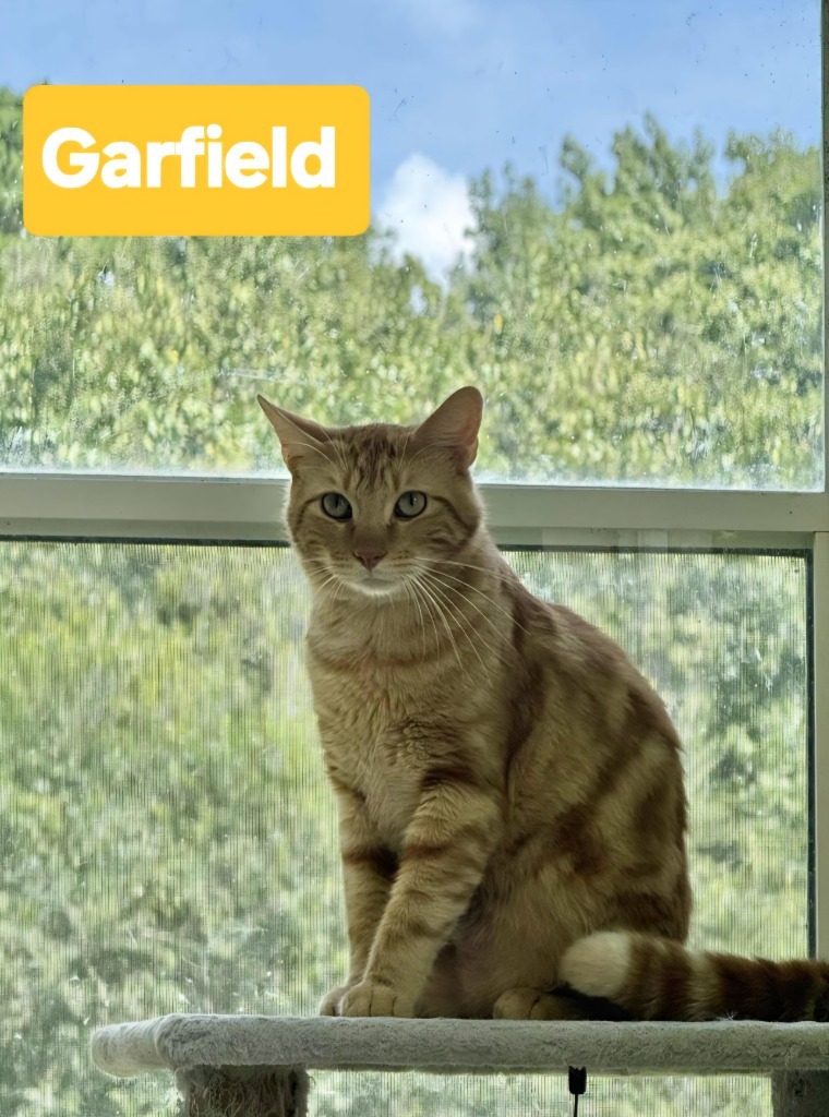 Garfield, an adoptable Domestic Short Hair in Mena, AR, 71953 | Photo Image 3