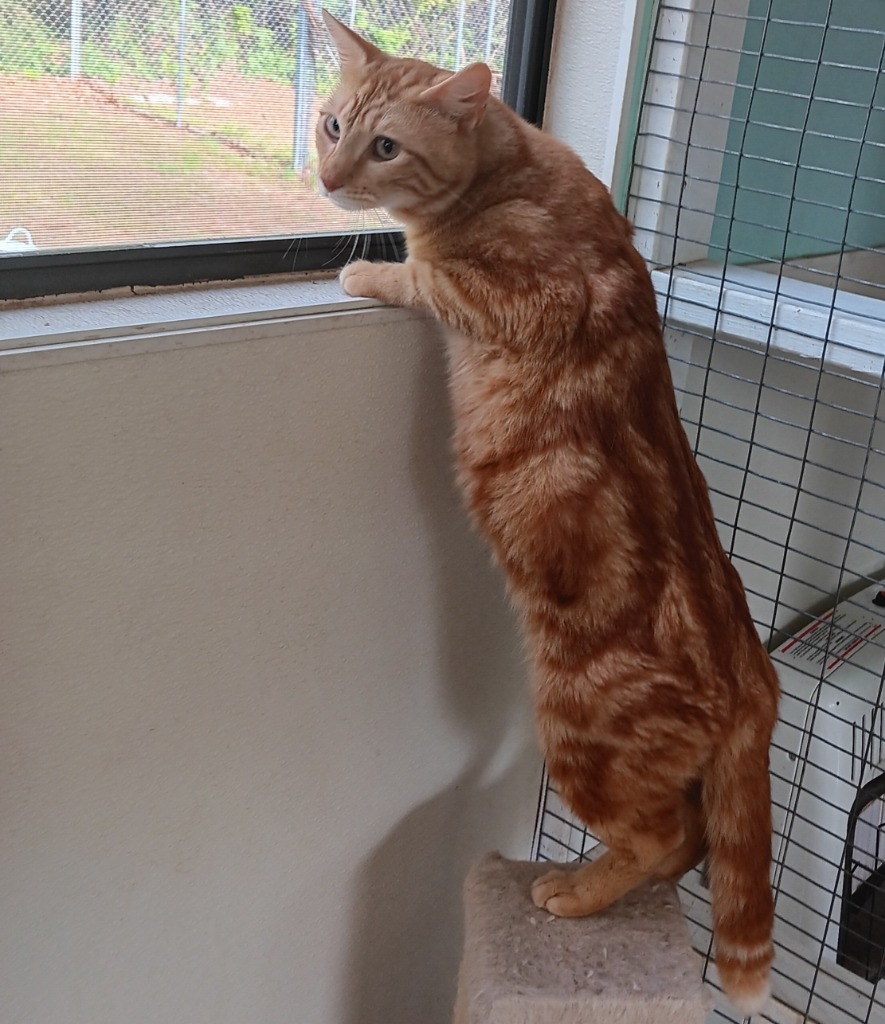 Garfield, an adoptable Domestic Short Hair in Mena, AR, 71953 | Photo Image 4