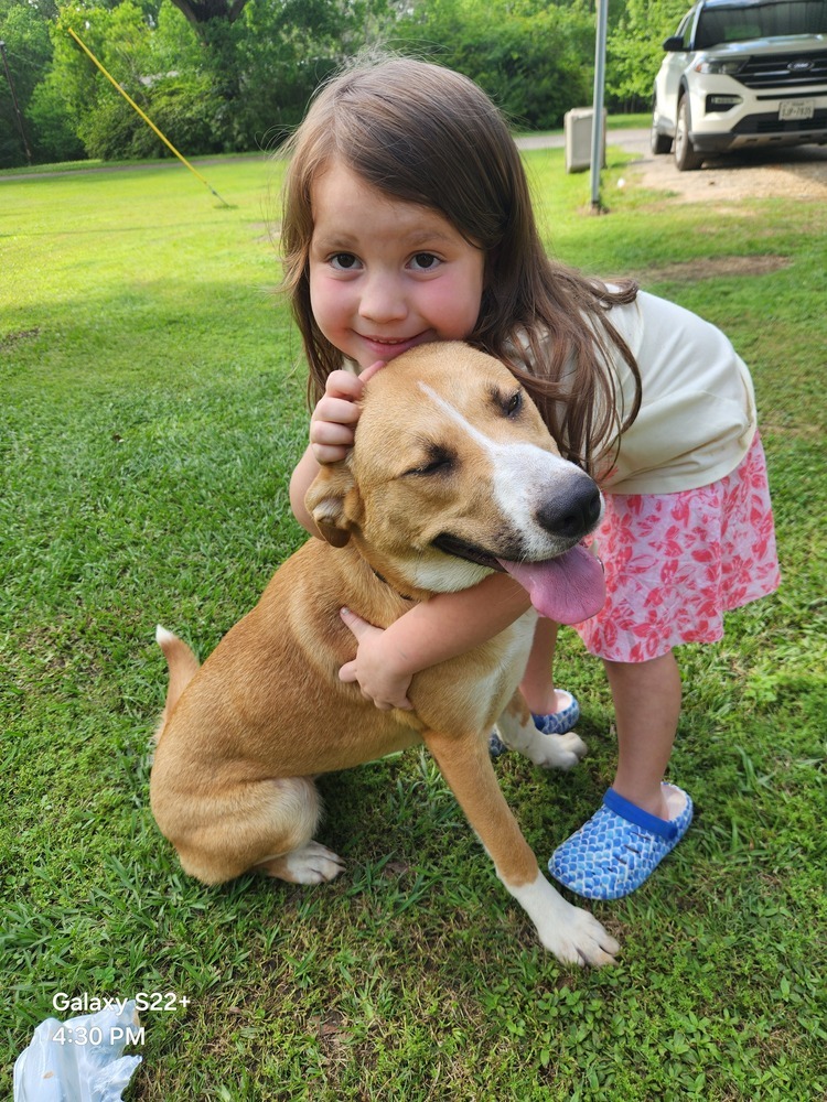 Panda BAC A137489, an adoptable Retriever, Labrador Retriever in Dartmouth, NS, B3A 3L4 | Photo Image 1
