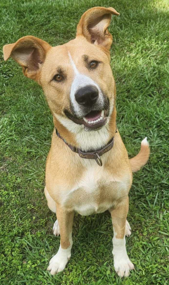 Panda BAC A 137489, an adoptable Retriever, Labrador Retriever in Dartmouth, NS, B3A 3L4 | Photo Image 2