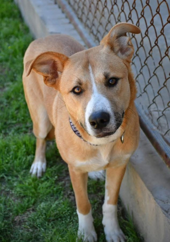 Panda BAC A 137489, an adoptable Retriever, Labrador Retriever in Dartmouth, NS, B3A 3L4 | Photo Image 6