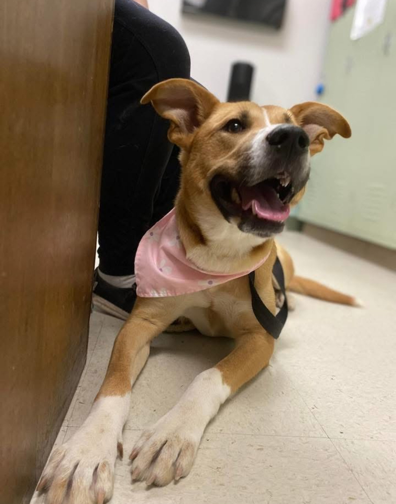 Panda BAC A137489, an adoptable Retriever, Labrador Retriever in Dartmouth, NS, B3A 3L4 | Photo Image 6