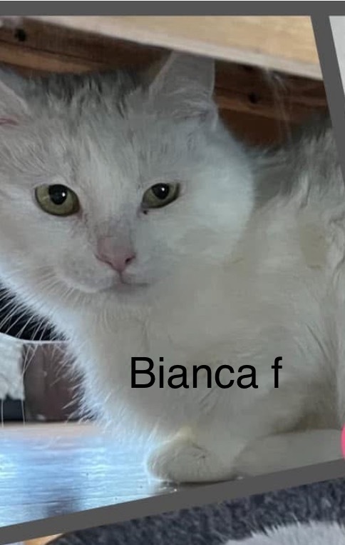 Bianca, an adoptable Domestic Short Hair in Bend, OR, 97701 | Photo Image 1