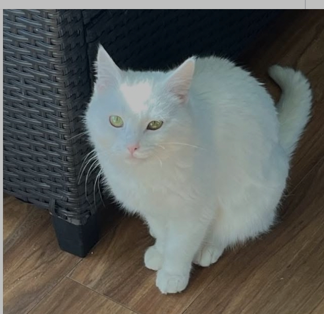 Bianca, an adoptable Domestic Short Hair in Bend, OR, 97701 | Photo Image 4