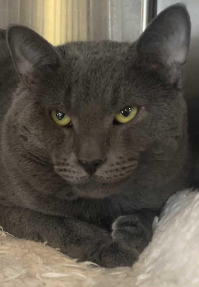 W2 GREY