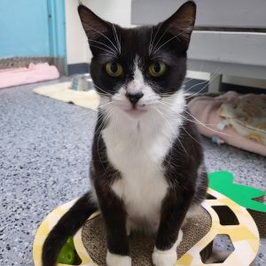 Feyra 26994, Adult Female Domestic Short Hair