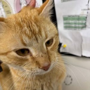 Tory, Adult Male Domestic Short Hair