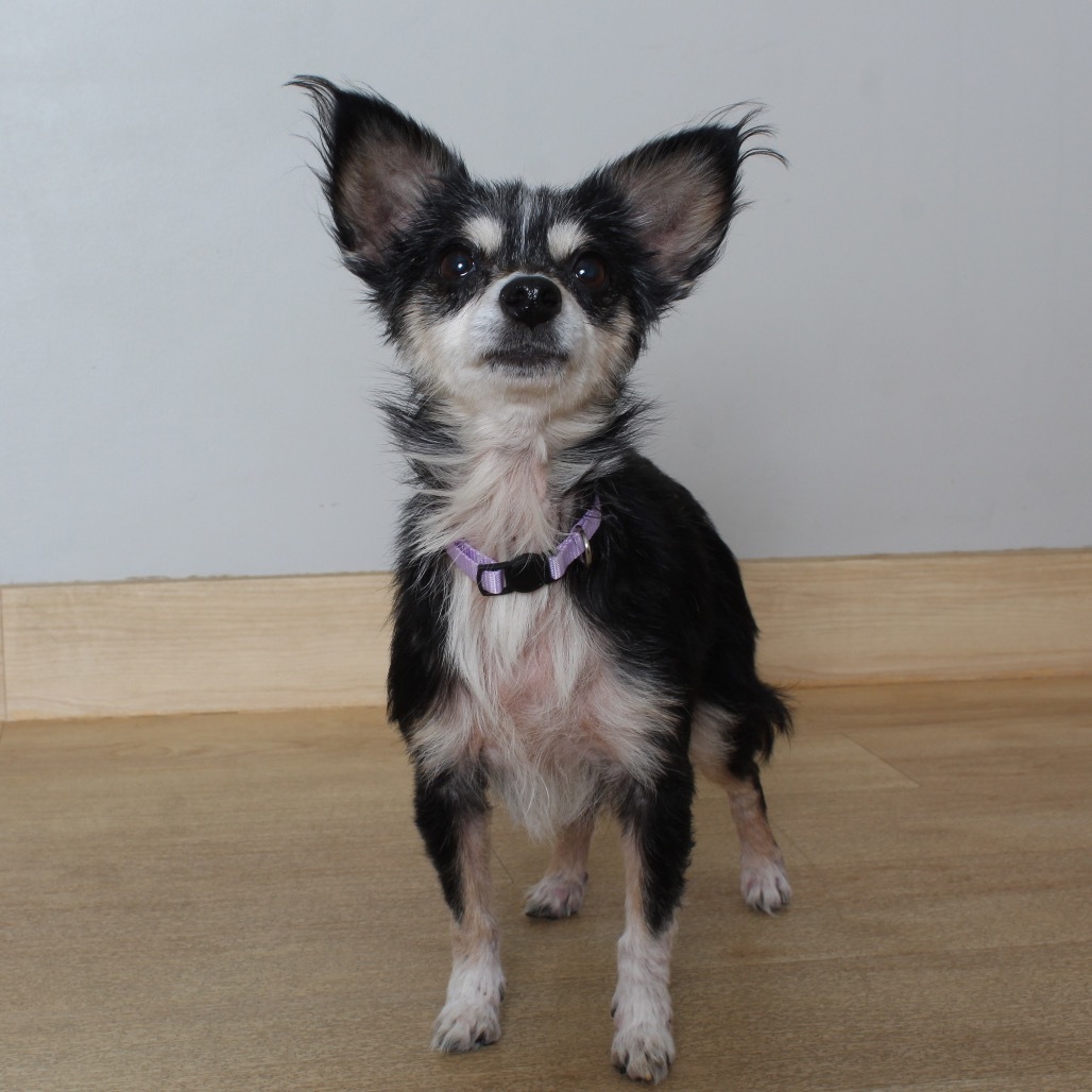 Trixie (bonded with Cricket) D19163