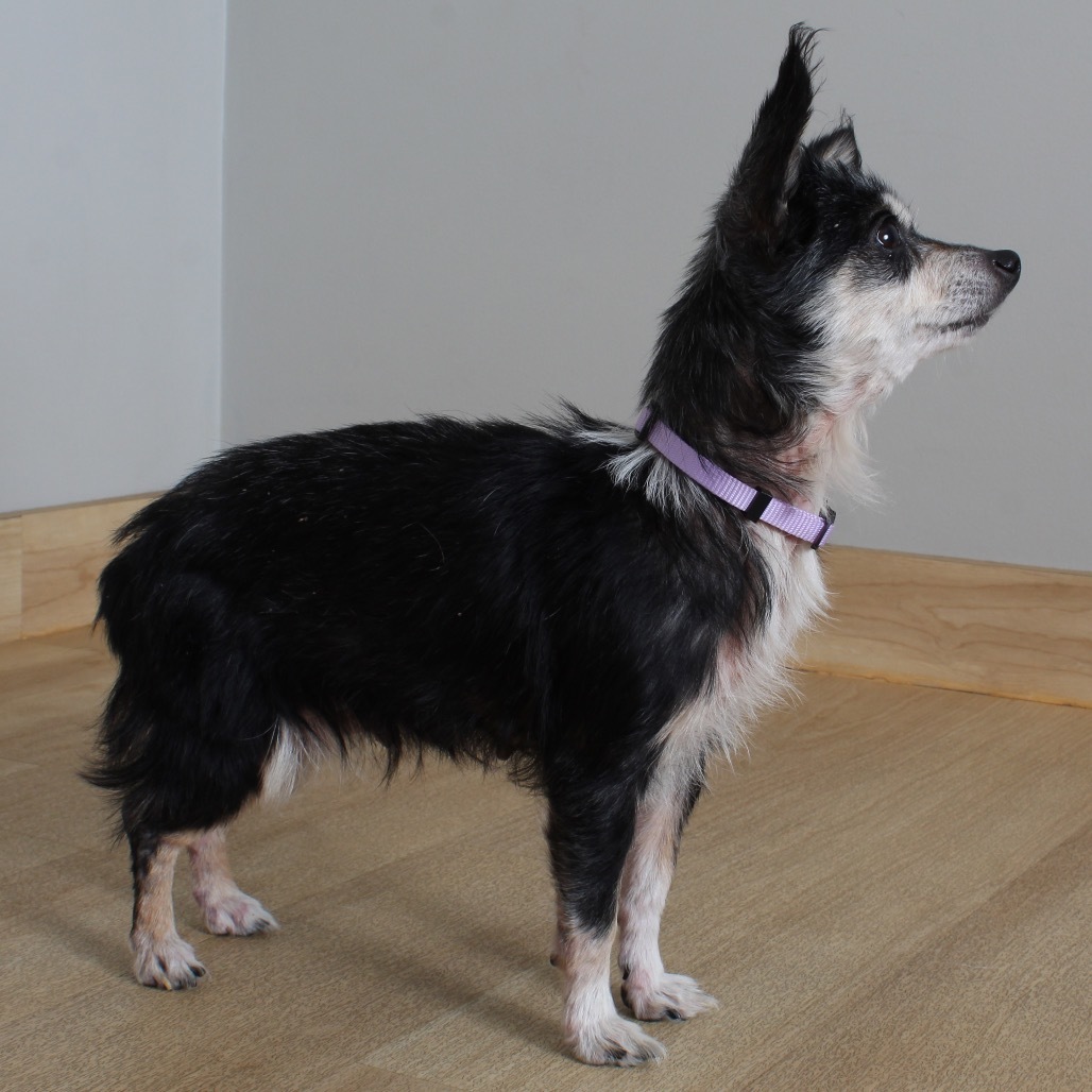 Trixie (bonded with Cricket) D19163