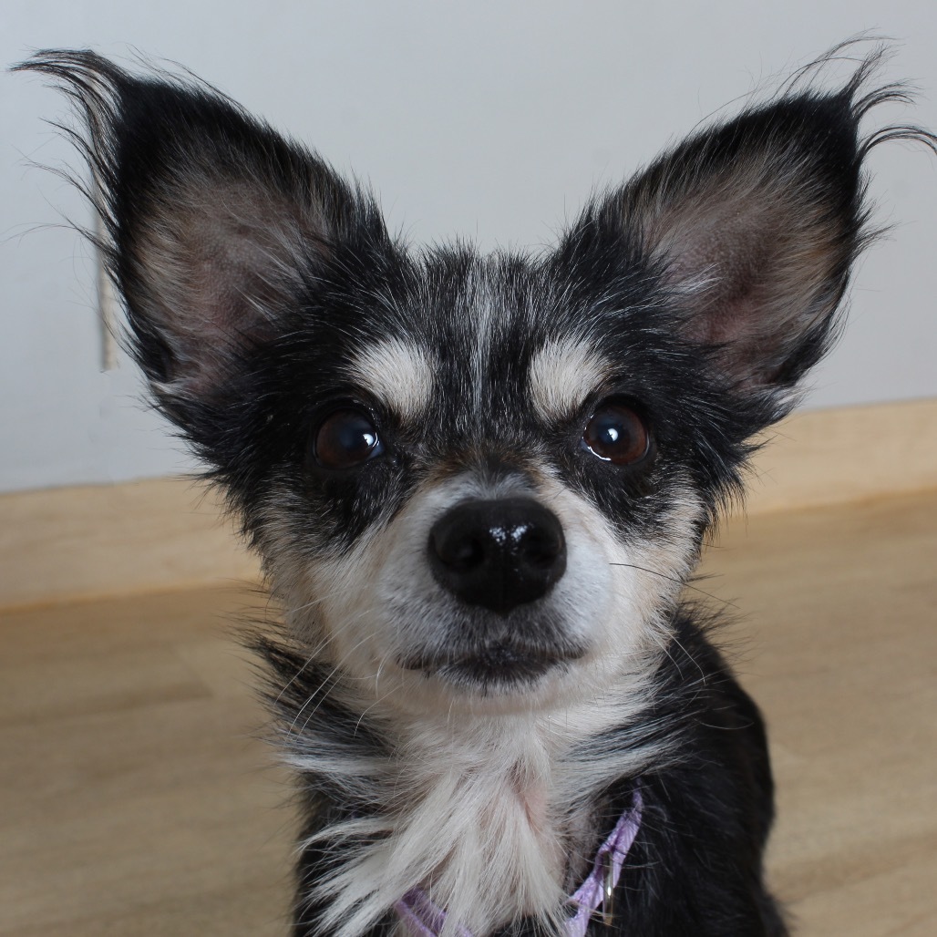 Trixie (bonded with Cricket) D19163