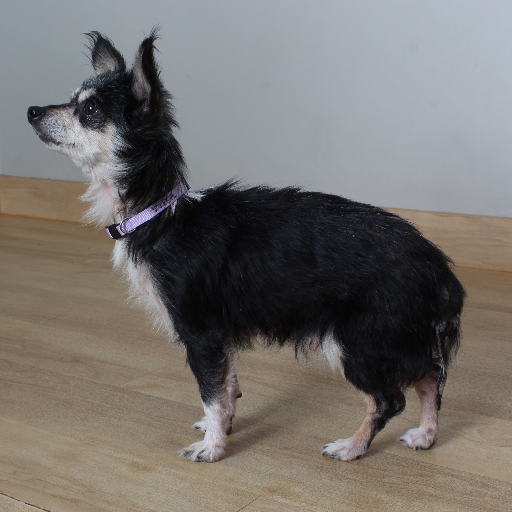 Trixie (bonded with Cricket) D19163