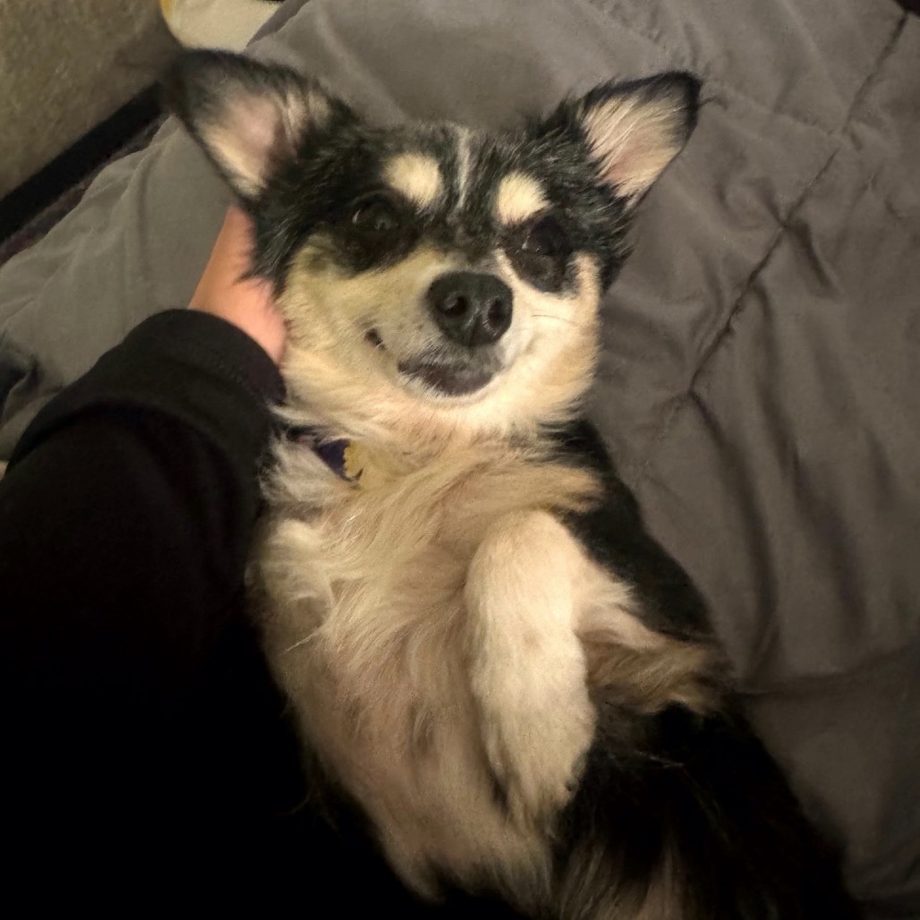 Trixie (bonded with Cricket) D19163