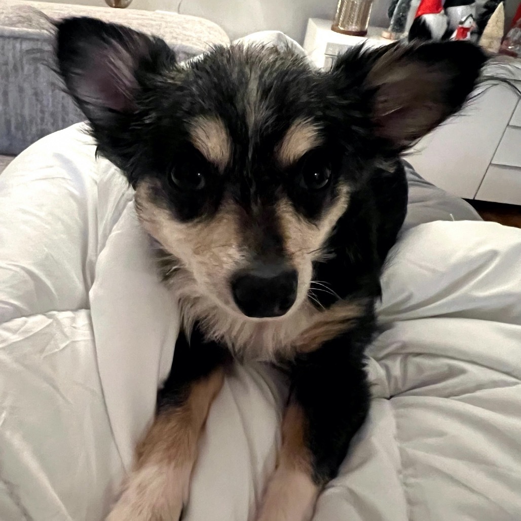 Trixie (bonded with Cricket) D19163