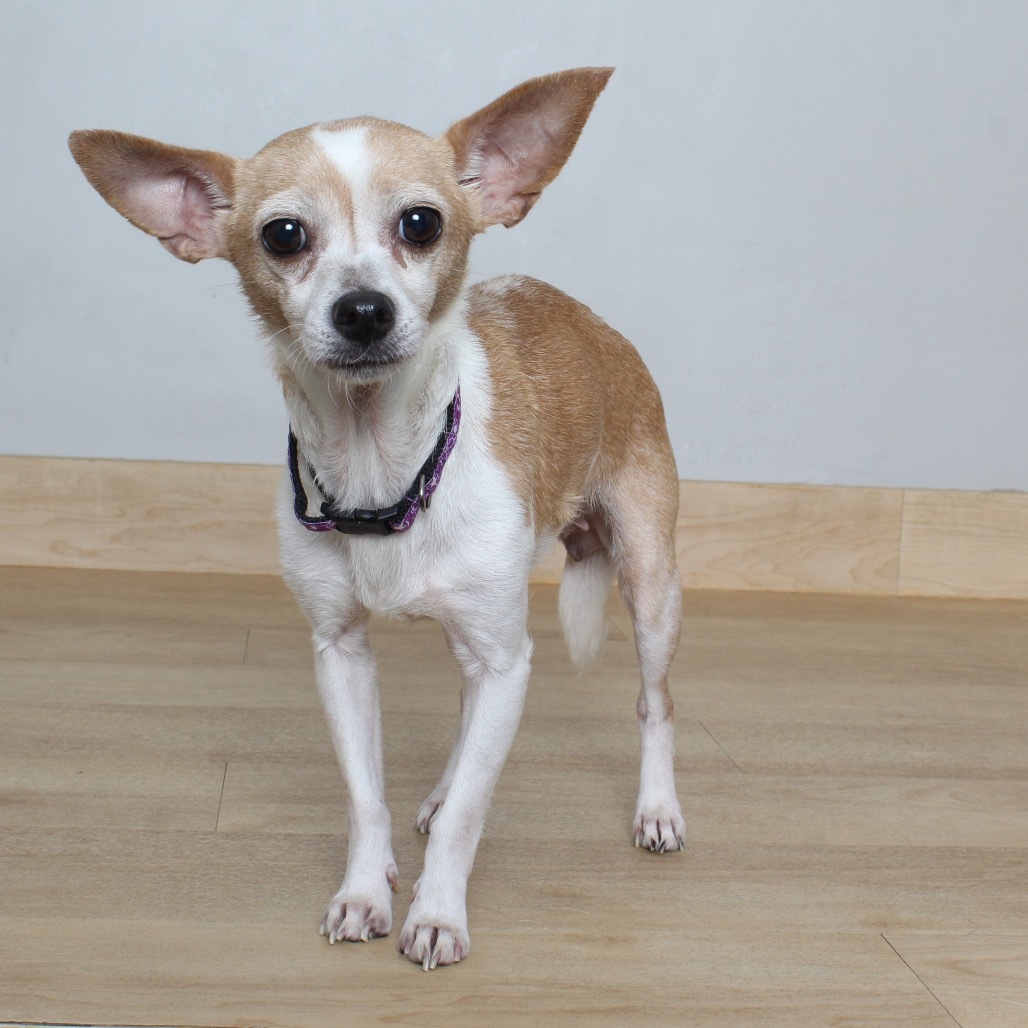 Cricket (bonded with Trixie) D19162