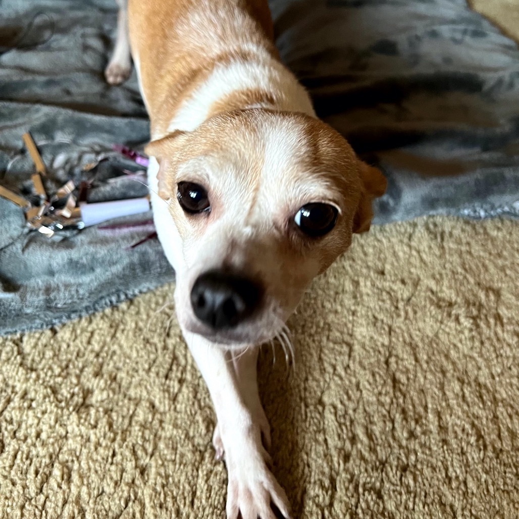Cricket (bonded with Trixie) D19162