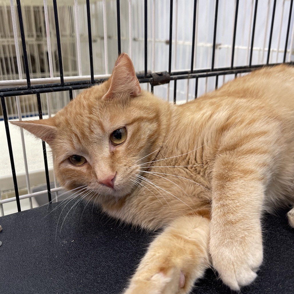 Mosley, an adoptable Domestic Short Hair in Spanish Fork, UT, 84660 | Photo Image 2