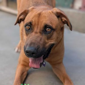 Come say hello to Herbie 54 pounds the most entertaining goof ball at the sanctuary He is friendl