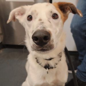 Oscar Wilde is on site at our adoption center in SoHo Oscar is a two-year-old brown and white mixed