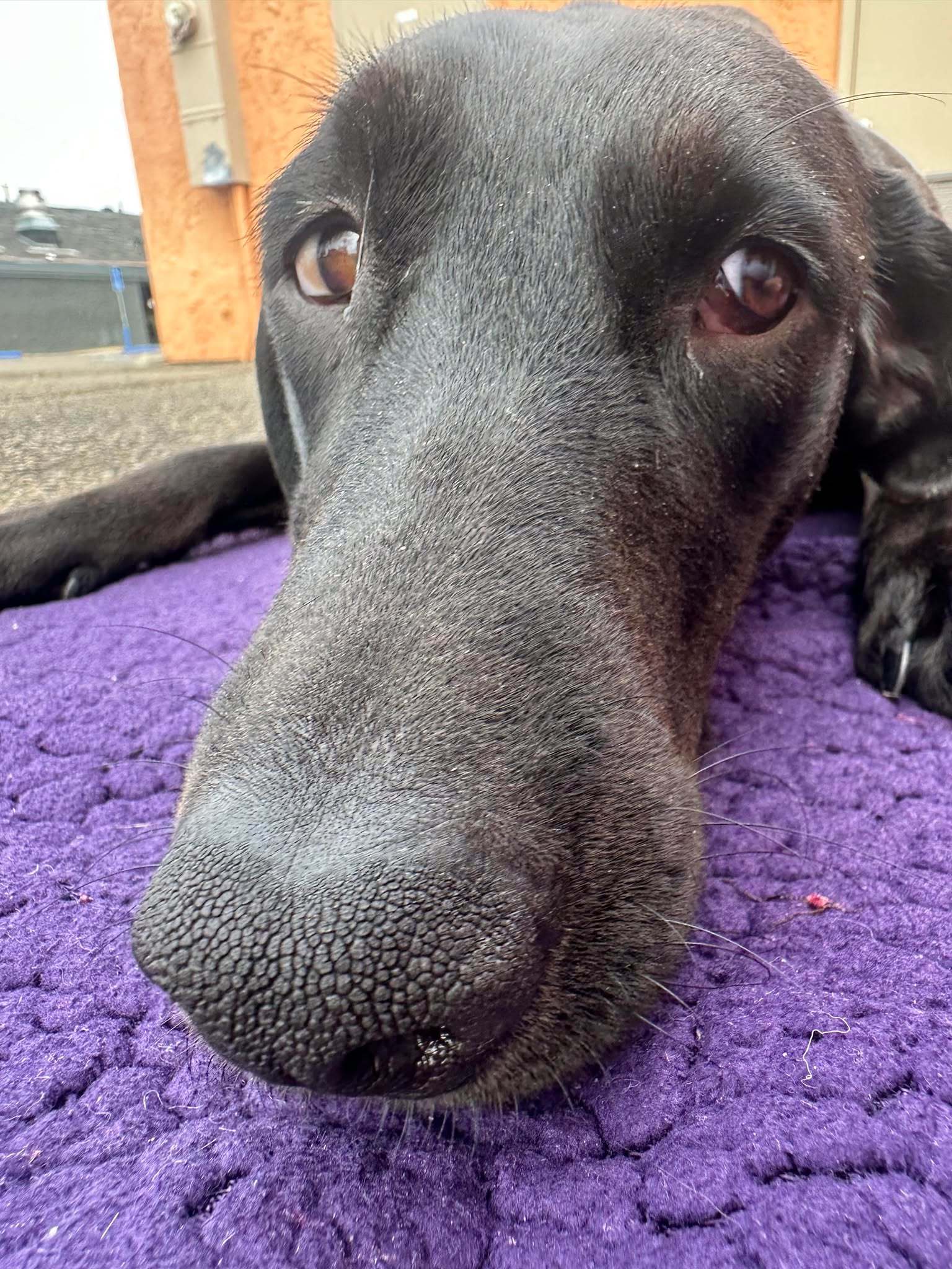 Daisy