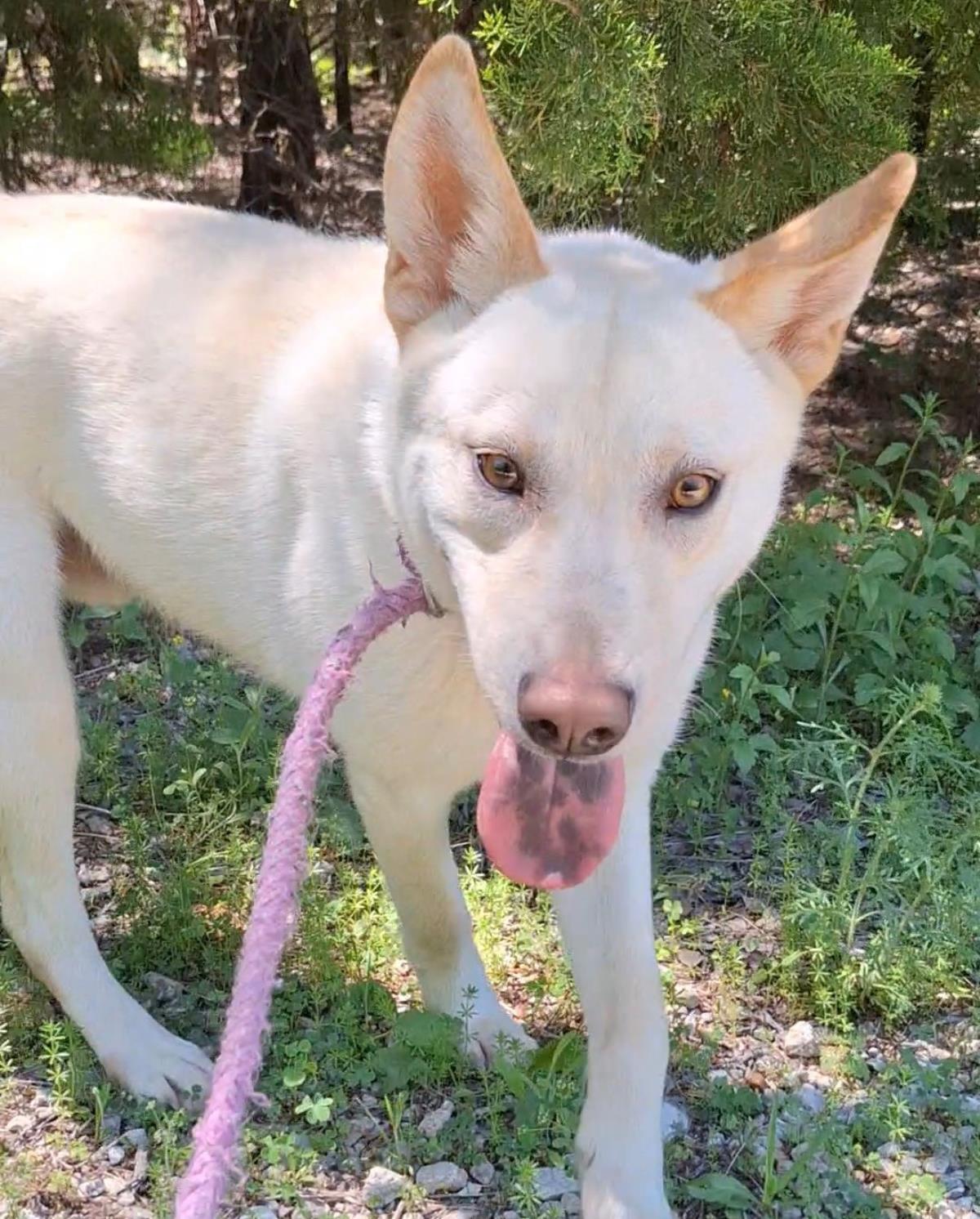 Reed - $75 Adoption Fee! Diamond Dog!