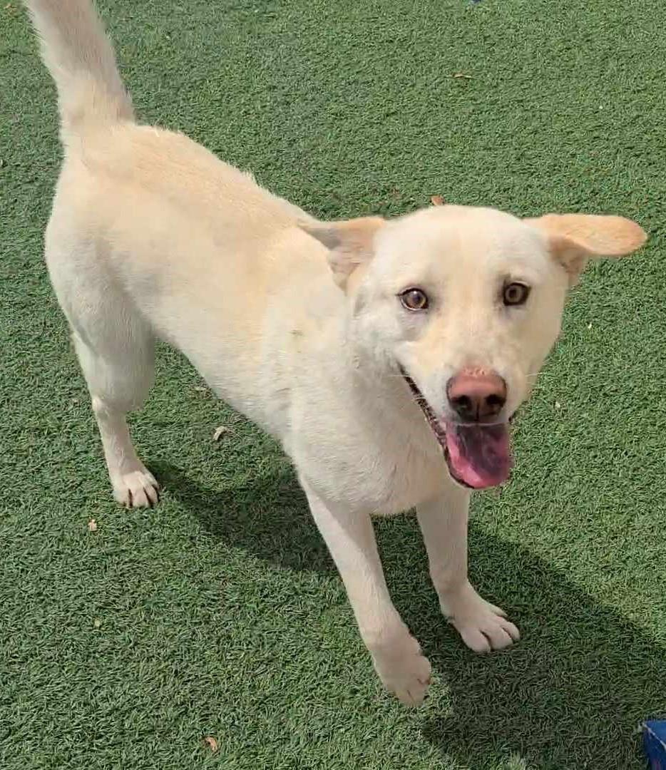 Reed - $75 Adoption Fee! Diamond Dog!