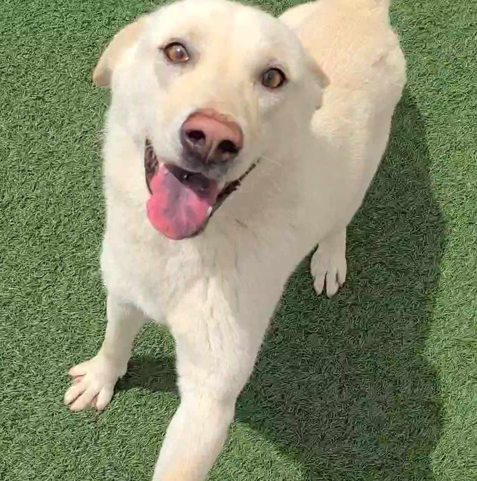 Reed - $75 Adoption Fee! Diamond Dog!