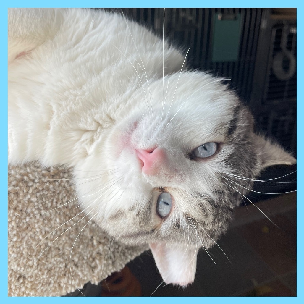 Sinatra, an adoptable Domestic Short Hair, Siamese in Prescott, AZ, 86304 | Photo Image 4