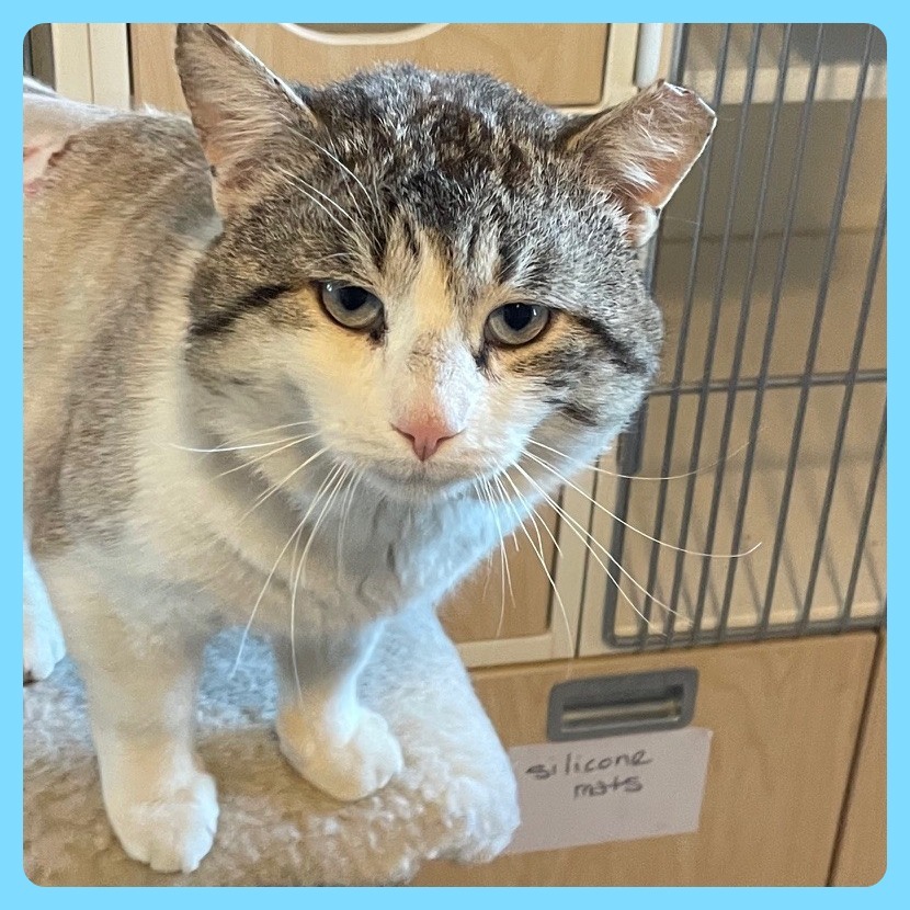 Sinatra, an adoptable Domestic Short Hair, Siamese in Prescott, AZ, 86304 | Photo Image 5