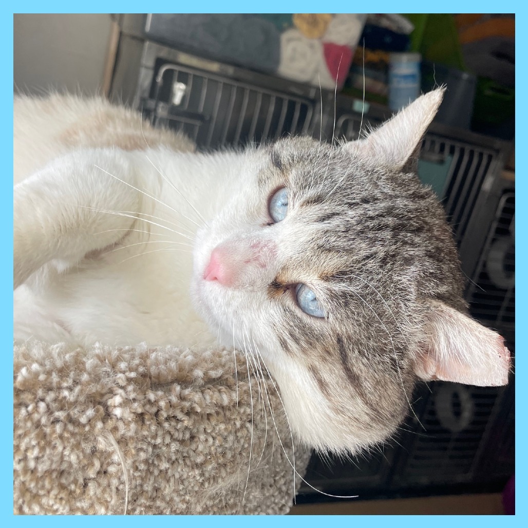 Sinatra, an adoptable Domestic Short Hair, Siamese in Prescott, AZ, 86304 | Photo Image 6