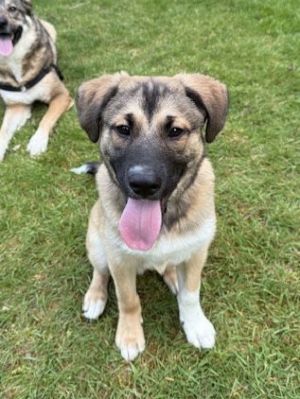 Meet Chance Sweet Chance looked so sad when he arrived with us Found all by himself as a stray th