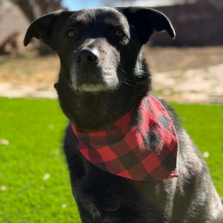 Millie- Potty Trained, Loves People! 1