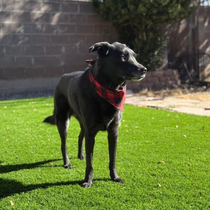 Millie- Potty Trained, Loves People! 2