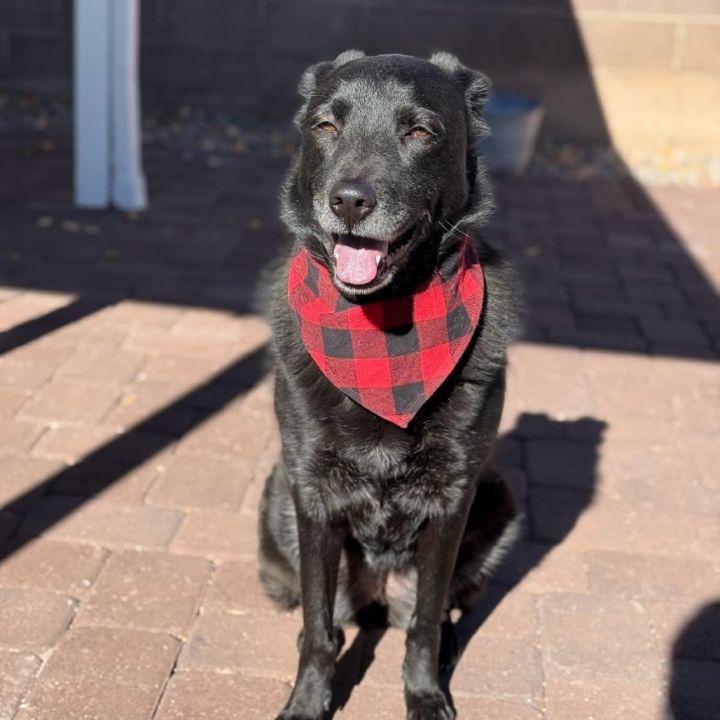 Millie- Potty Trained, Loves People! 3
