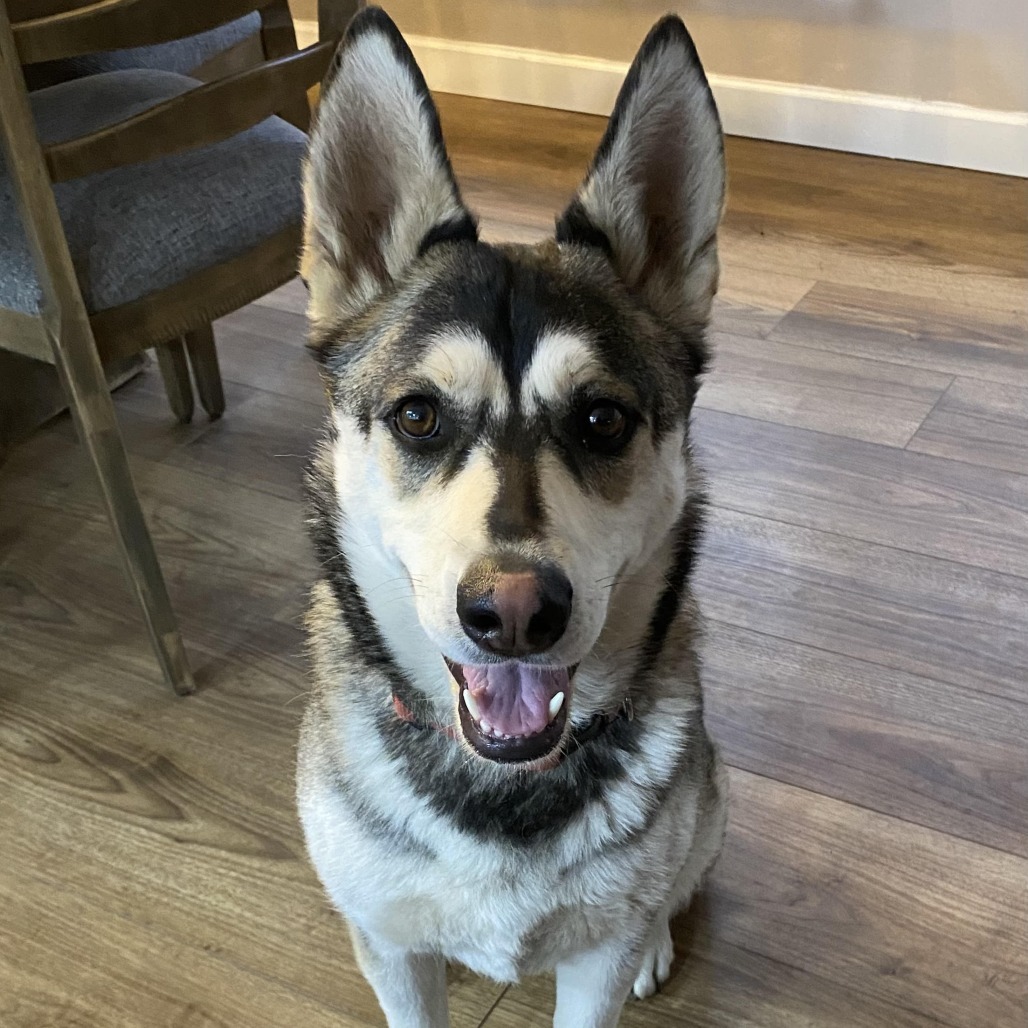 Alaska - Pretty and Playful Girl! Adopt $0!