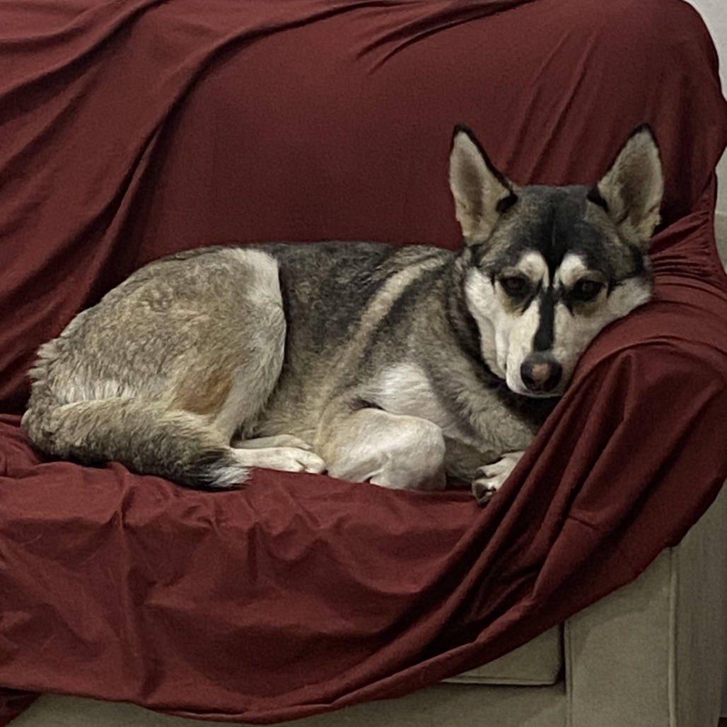 Alaska - Pretty and Playful Girl! Adopt $0!