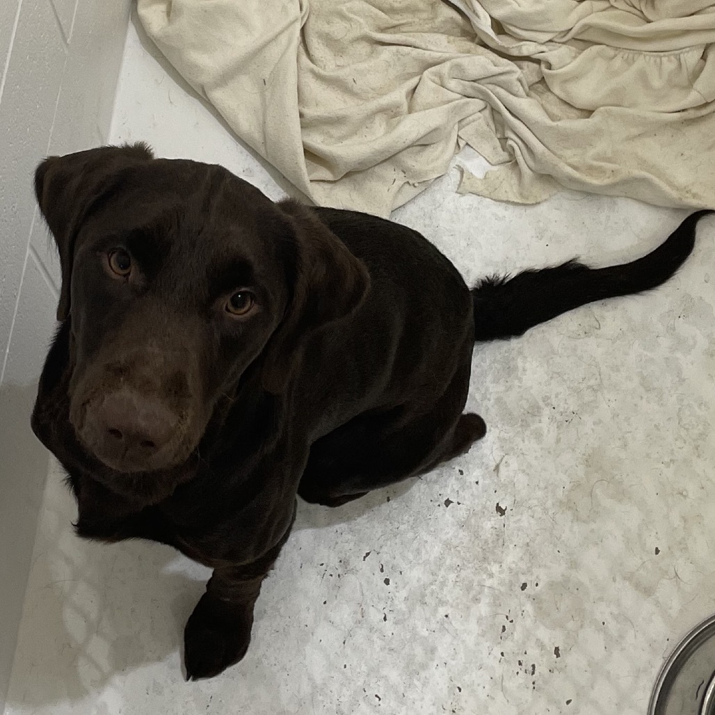 Houdini, an adoptable Pointer, Chocolate Labrador Retriever in North Battleford, SK, S9A 2M7 | Photo Image 2