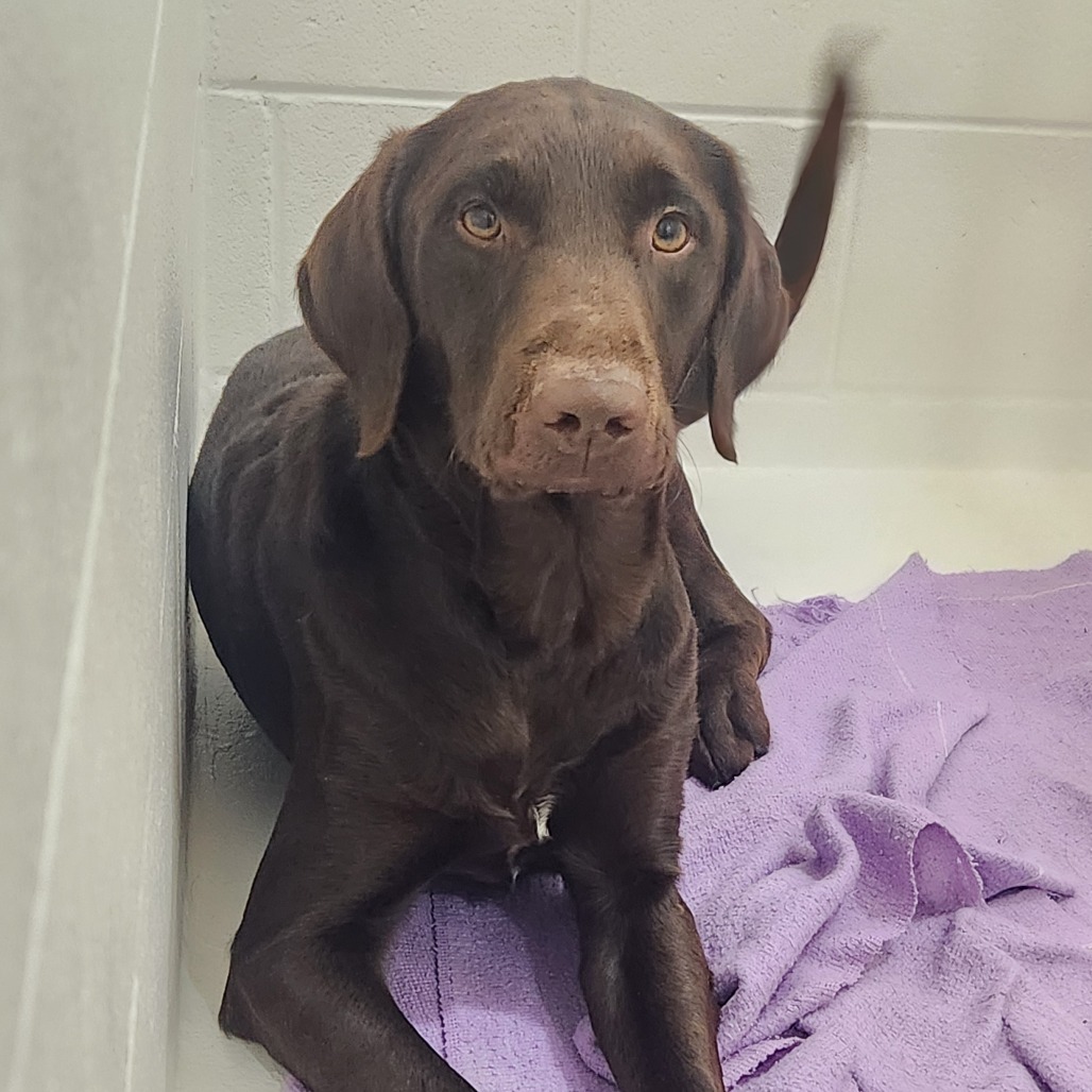 Houdini, an adoptable Pointer, Chocolate Labrador Retriever in North Battleford, SK, S9A 2M7 | Photo Image 3