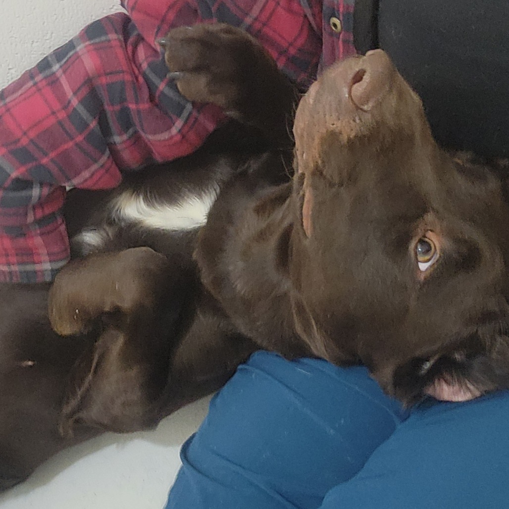 Houdini, an adoptable Pointer, Chocolate Labrador Retriever in North Battleford, SK, S9A 2M7 | Photo Image 4