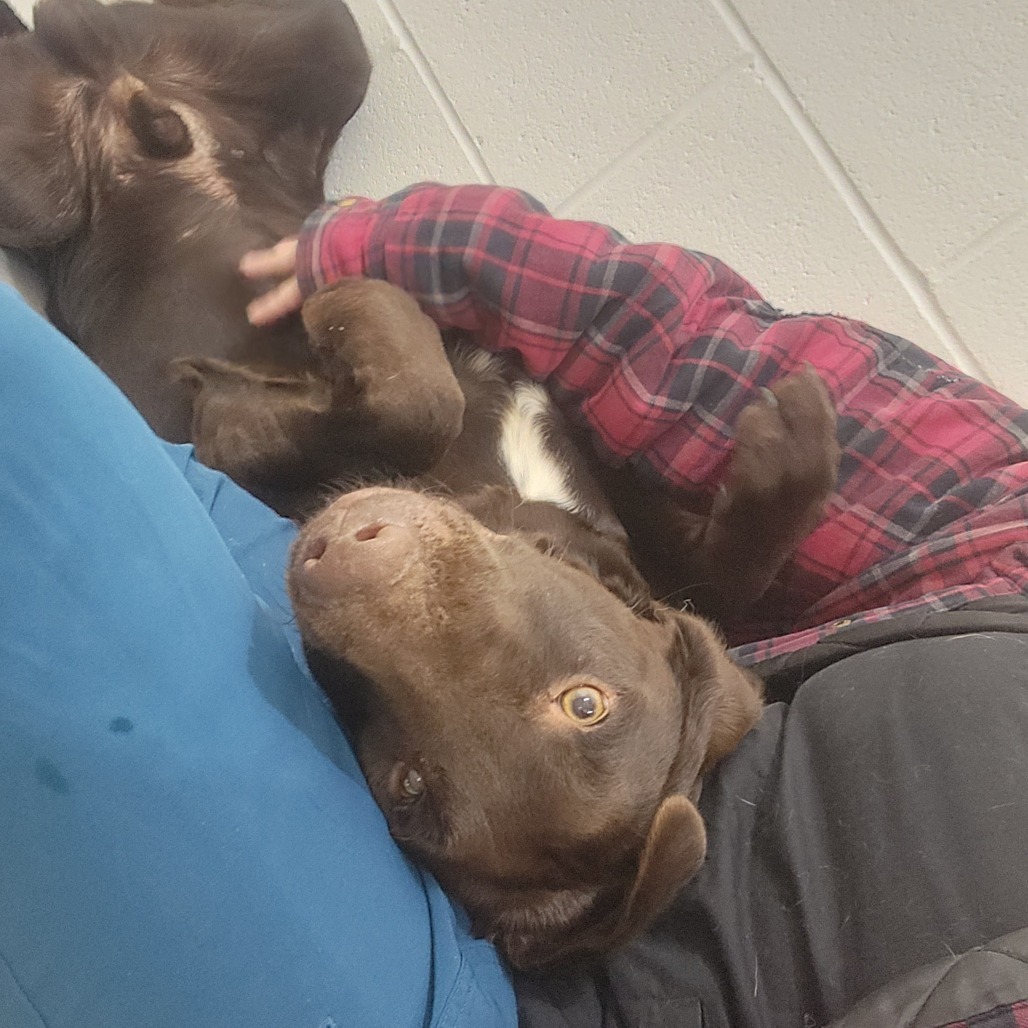 Houdini, an adoptable Pointer, Chocolate Labrador Retriever in North Battleford, SK, S9A 2M7 | Photo Image 5
