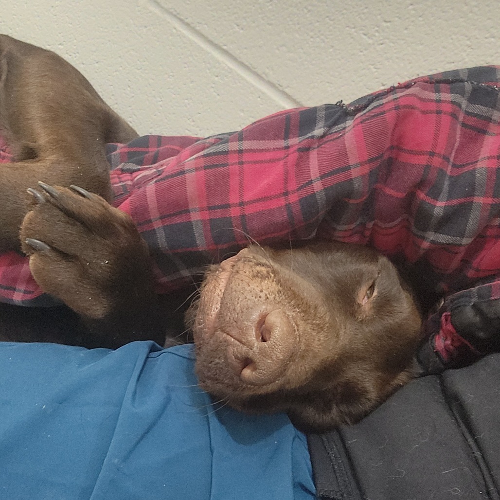 Houdini, an adoptable Pointer, Chocolate Labrador Retriever in North Battleford, SK, S9A 2M7 | Photo Image 6