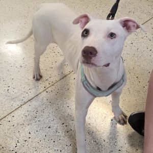 Chanel, Young Female unknown