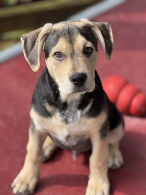 Meet Titos Handmade Vodka Titos Handmade Vodka is part of the Titos 4 litter He is a puppy so
