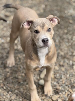 Meet Titos Growjito Titos Growjito is part of the Titos 4 litter He is a puppy so hes playful