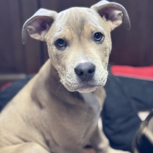 Tito's Growjito
