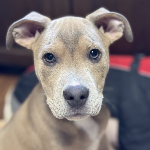 Tito's Growjito