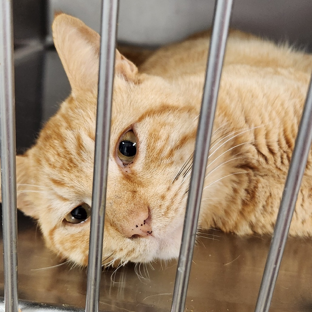 Chester, an adoptable Domestic Short Hair in Harlingen, TX, 78550 | Photo Image 1