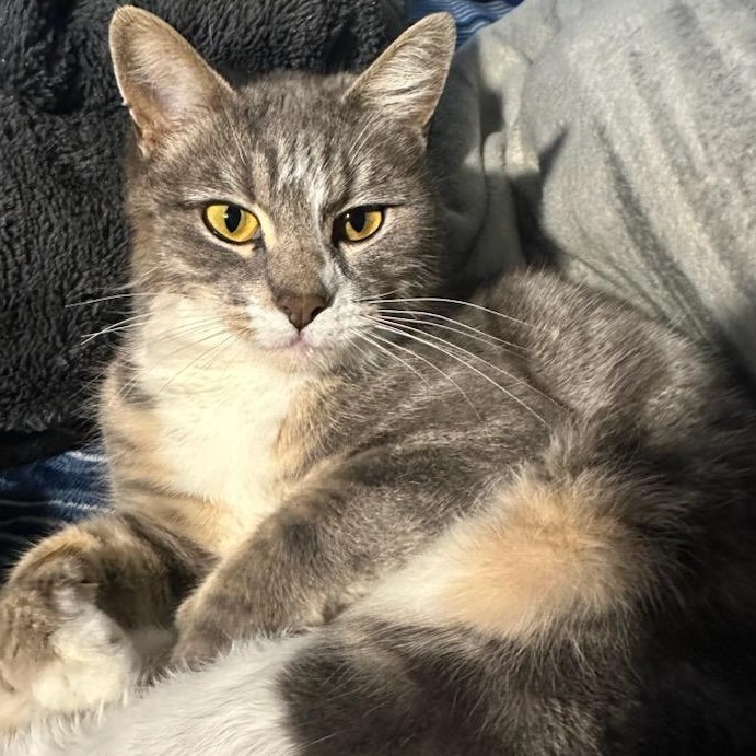 Princess, an adoptable Domestic Short Hair in Jacksonville, OR, 97530 | Photo Image 1