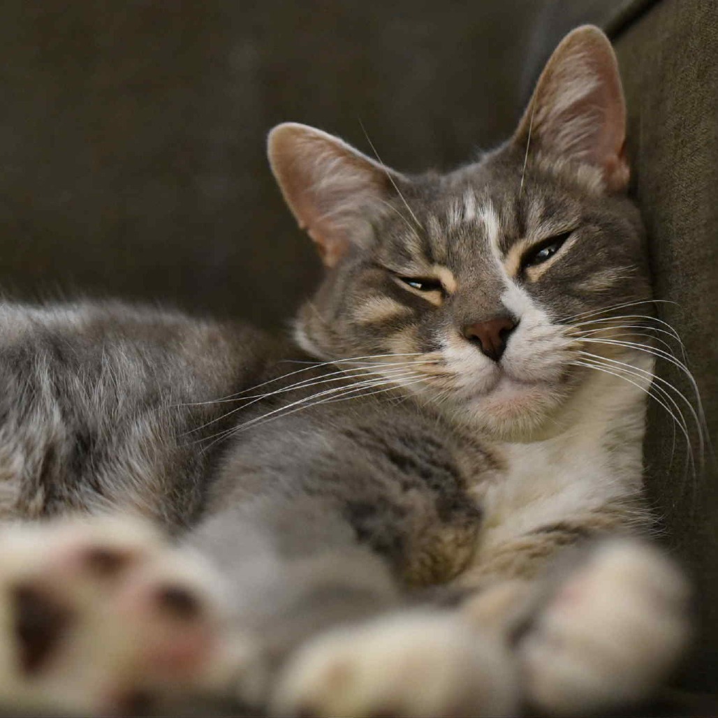 Princess, an adoptable Domestic Short Hair in Jacksonville, OR, 97530 | Photo Image 1