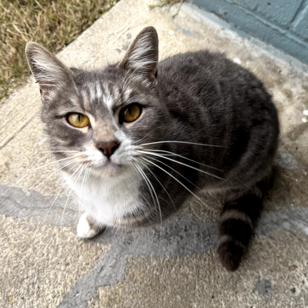 Princess, an adoptable Domestic Short Hair in Jacksonville, OR, 97530 | Photo Image 3